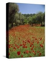 Wild Flowers Including Poppies in a Grove of Trees, Rhodes, Dodecanese, Greek Islands, Greece-Miller John-Stretched Canvas