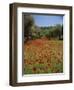 Wild Flowers Including Poppies in a Grove of Trees, Rhodes, Dodecanese, Greek Islands, Greece-Miller John-Framed Photographic Print