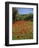 Wild Flowers Including Poppies in a Grove of Trees, Rhodes, Dodecanese, Greek Islands, Greece-Miller John-Framed Photographic Print