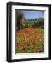 Wild Flowers Including Poppies in a Grove of Trees, Rhodes, Dodecanese, Greek Islands, Greece-Miller John-Framed Photographic Print