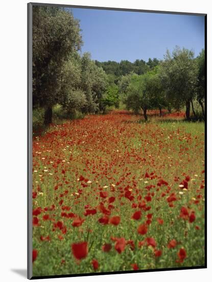 Wild Flowers Including Poppies in a Grove of Trees, Rhodes, Dodecanese, Greek Islands, Greece-Miller John-Mounted Photographic Print
