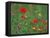 Wild Flowers, Including Poppy and Corncockle, Cultivated for Seed, Netherlands-Niall Benvie-Framed Stretched Canvas