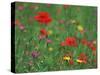 Wild Flowers, Including Poppy and Corncockle, Cultivated for Seed, Netherlands-Niall Benvie-Stretched Canvas