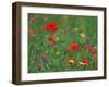 Wild Flowers, Including Poppy and Corncockle, Cultivated for Seed, Netherlands-Niall Benvie-Framed Photographic Print