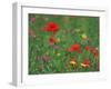 Wild Flowers, Including Poppy and Corncockle, Cultivated for Seed, Netherlands-Niall Benvie-Framed Photographic Print
