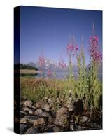 Wild Flowers, Jackson Lake, Grand Teton National Park, Wyoming, USA-Geoff Renner-Stretched Canvas