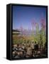 Wild Flowers, Jackson Lake, Grand Teton National Park, Wyoming, USA-Geoff Renner-Framed Stretched Canvas