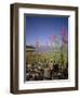 Wild Flowers, Jackson Lake, Grand Teton National Park, Wyoming, USA-Geoff Renner-Framed Photographic Print