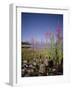 Wild Flowers, Jackson Lake, Grand Teton National Park, Wyoming, USA-Geoff Renner-Framed Photographic Print