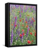 Wild Flowers Near Goreme, Cappadocia, Anatolia, Turkey-R H Productions-Framed Stretched Canvas