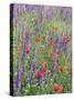 Wild Flowers Near Goreme, Cappadocia, Anatolia, Turkey-R H Productions-Stretched Canvas