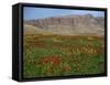 Wild Flowers Near Shiraz, Iran, Middle East-Harding Robert-Framed Stretched Canvas