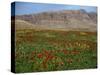 Wild Flowers Near Shiraz, Iran, Middle East-Harding Robert-Stretched Canvas