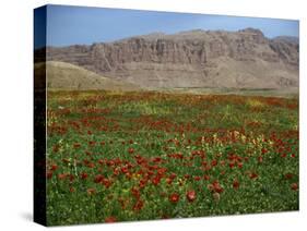 Wild Flowers Near Shiraz, Iran, Middle East-Harding Robert-Stretched Canvas