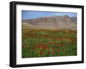 Wild Flowers Near Shiraz, Iran, Middle East-Harding Robert-Framed Photographic Print