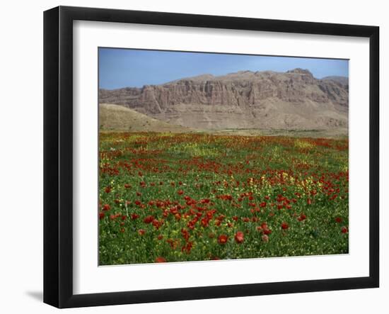 Wild Flowers Near Shiraz, Iran, Middle East-Harding Robert-Framed Photographic Print