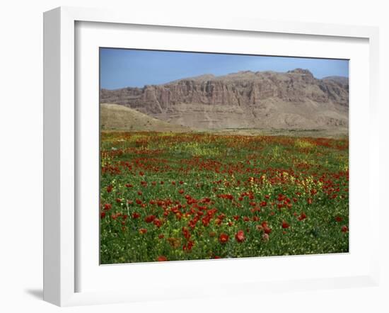 Wild Flowers Near Shiraz, Iran, Middle East-Harding Robert-Framed Photographic Print