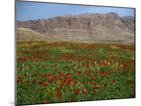 Wild Flowers Near Shiraz, Iran, Middle East-Harding Robert-Mounted Photographic Print