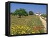 Wild Flowers Near Tavira, Algarve, Portugal-John Miller-Framed Stretched Canvas