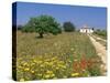 Wild Flowers Near Tavira, Algarve, Portugal-John Miller-Stretched Canvas