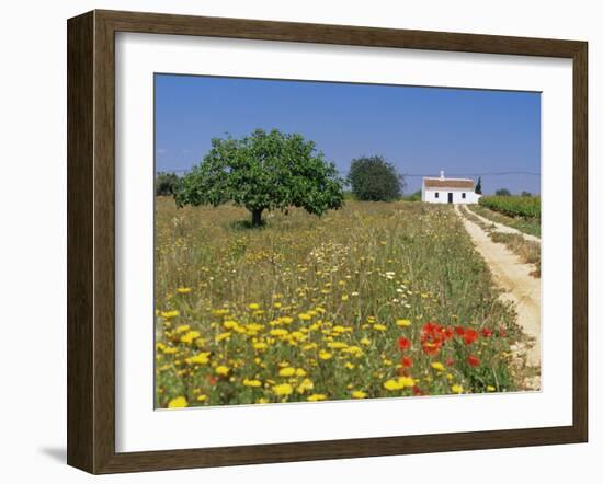 Wild Flowers Near Tavira, Algarve, Portugal-John Miller-Framed Photographic Print