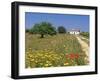 Wild Flowers Near Tavira, Algarve, Portugal-John Miller-Framed Photographic Print