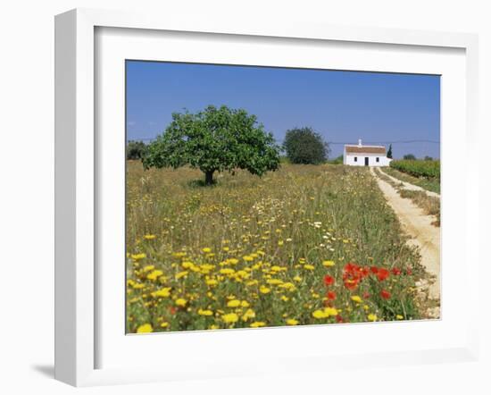 Wild Flowers Near Tavira, Algarve, Portugal-John Miller-Framed Photographic Print