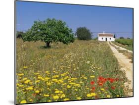 Wild Flowers Near Tavira, Algarve, Portugal-John Miller-Mounted Photographic Print