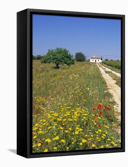 Wild Flowers Near Tavira, Algarve, Portugal-John Miller-Framed Stretched Canvas