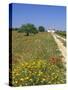 Wild Flowers Near Tavira, Algarve, Portugal-John Miller-Stretched Canvas