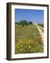 Wild Flowers Near Tavira, Algarve, Portugal-John Miller-Framed Photographic Print