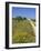 Wild Flowers Near Tavira, Algarve, Portugal-John Miller-Framed Photographic Print