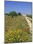 Wild Flowers Near Tavira, Algarve, Portugal-John Miller-Mounted Photographic Print