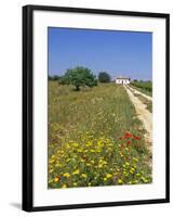 Wild Flowers Near Tavira, Algarve, Portugal-John Miller-Framed Photographic Print