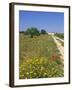 Wild Flowers Near Tavira, Algarve, Portugal-John Miller-Framed Photographic Print