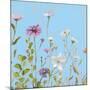 Wild Flowers on Cerulean II-Sandra Iafrate-Mounted Art Print