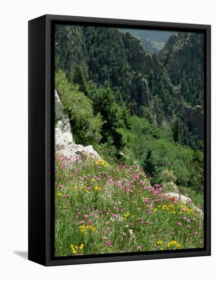 Wild Flowers on the Sandia Crest, Near Albuquerque, New Mexico, USA-Westwater Nedra-Framed Stretched Canvas