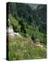 Wild Flowers on the Sandia Crest, Near Albuquerque, New Mexico, USA-Westwater Nedra-Stretched Canvas