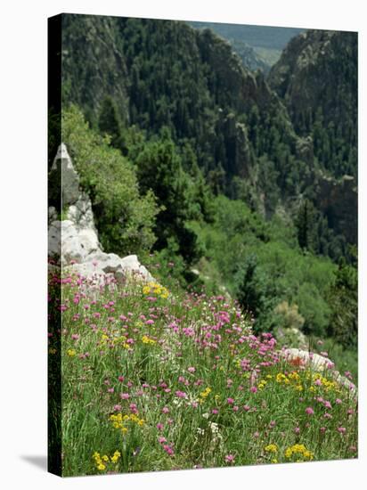 Wild Flowers on the Sandia Crest, Near Albuquerque, New Mexico, USA-Westwater Nedra-Stretched Canvas