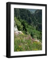 Wild Flowers on the Sandia Crest, Near Albuquerque, New Mexico, USA-Westwater Nedra-Framed Photographic Print