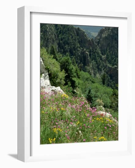 Wild Flowers on the Sandia Crest, Near Albuquerque, New Mexico, USA-Westwater Nedra-Framed Photographic Print