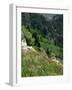 Wild Flowers on the Sandia Crest, Near Albuquerque, New Mexico, USA-Westwater Nedra-Framed Photographic Print