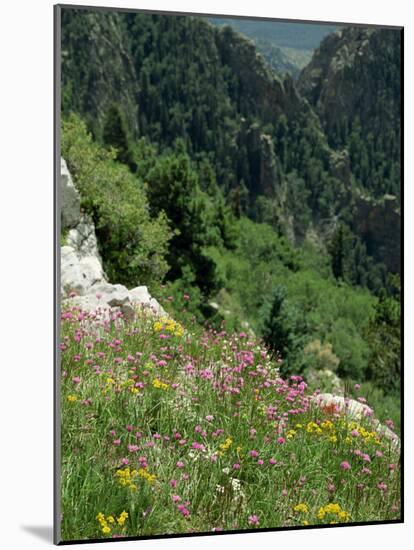 Wild Flowers on the Sandia Crest, Near Albuquerque, New Mexico, USA-Westwater Nedra-Mounted Photographic Print