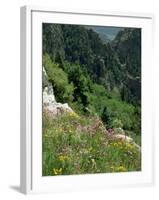 Wild Flowers on the Sandia Crest, Near Albuquerque, New Mexico, USA-Westwater Nedra-Framed Photographic Print