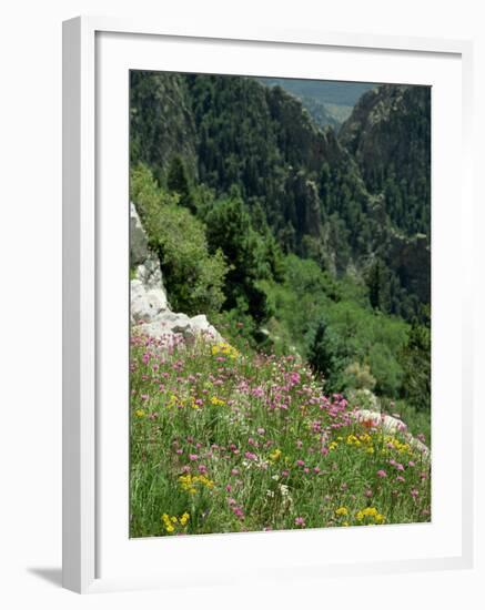 Wild Flowers on the Sandia Crest, Near Albuquerque, New Mexico, USA-Westwater Nedra-Framed Photographic Print