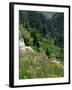 Wild Flowers on the Sandia Crest, Near Albuquerque, New Mexico, USA-Westwater Nedra-Framed Photographic Print