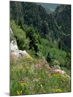 Wild Flowers on the Sandia Crest, Near Albuquerque, New Mexico, USA-Westwater Nedra-Mounted Photographic Print