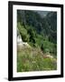 Wild Flowers on the Sandia Crest, Near Albuquerque, New Mexico, USA-Westwater Nedra-Framed Photographic Print