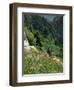 Wild Flowers on the Sandia Crest, Near Albuquerque, New Mexico, USA-Westwater Nedra-Framed Photographic Print