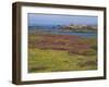 Wild Flowers on the Shore and the Rocky Coast of the Ile D'Ouessant, Finistere, Brittany, France-Miller John-Framed Photographic Print